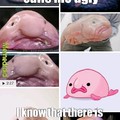 Ugly blobfish