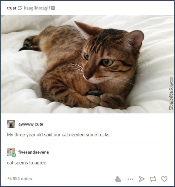 Cat agrees - meme