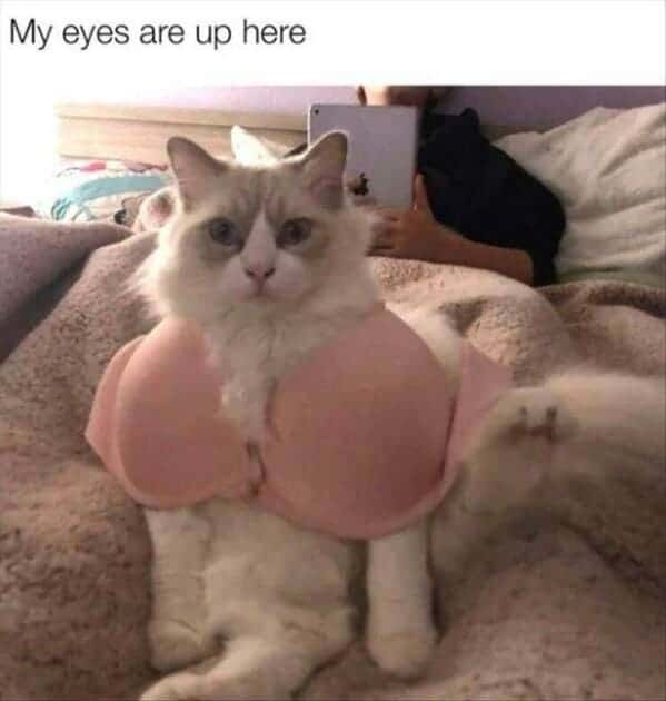 Pussy bra - meme