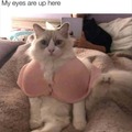 Pussy bra