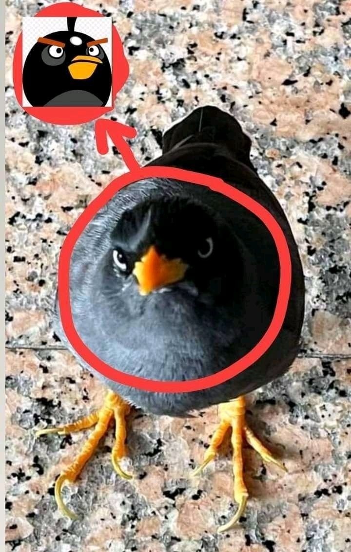 No título - meme