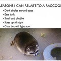 Raccon is my spirit animal