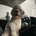 He’s driving to petco to get treats