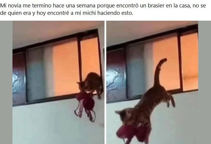 la novia le dejó por un brasier ajeno y hoy el gato se cree comediante - meme