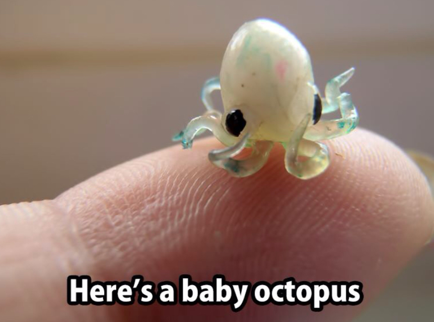 Here’s a baby octopus :) - meme