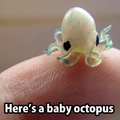 Here’s a baby octopus :)