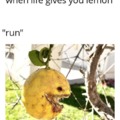 when life gives you lemon
