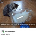 Cat-in-a-jar