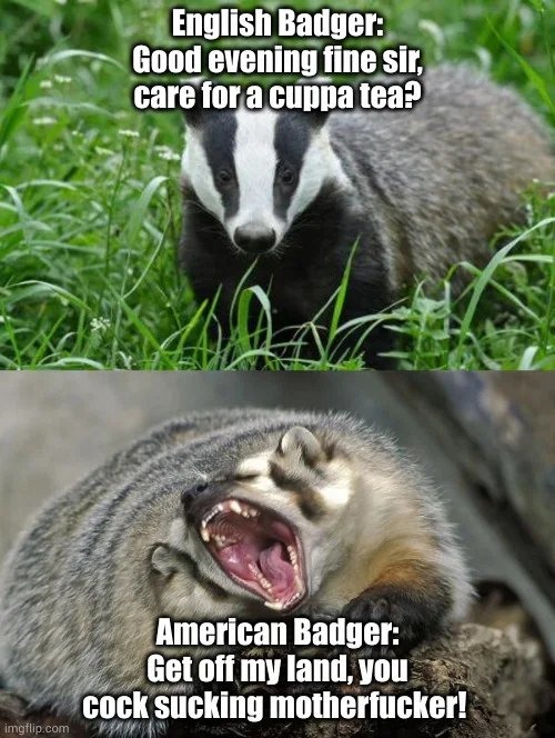 Also, the American badger probably has a gun. - meme