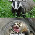 Also, the American badger probably has a gun.