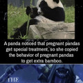 Tricky panda...