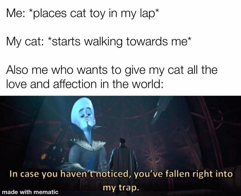 Cat trap - meme