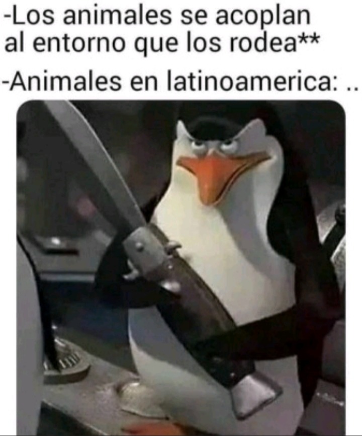 Latam be like: - meme