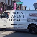 Pigeons are liars!