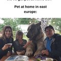 East Europe pet