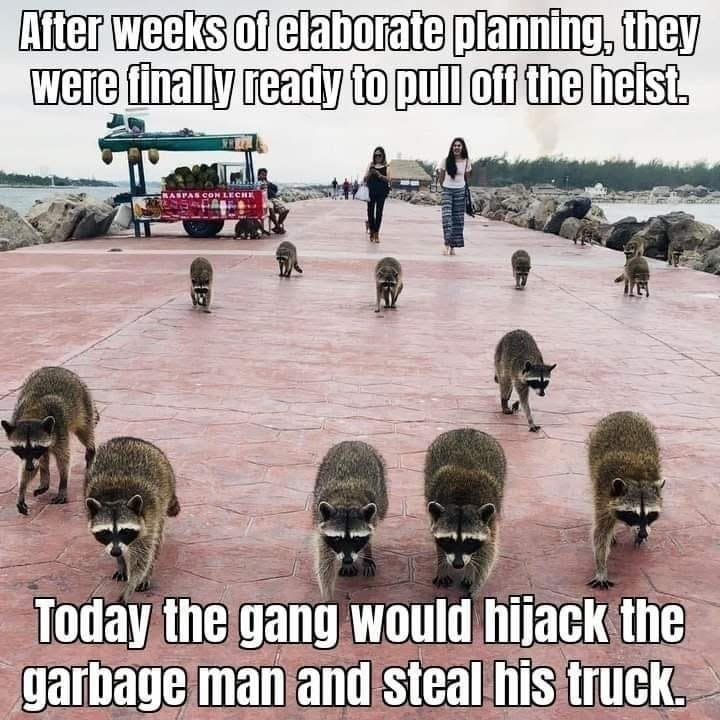 The best Raccoon memes :) Memedroid