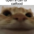 Funny cat meme