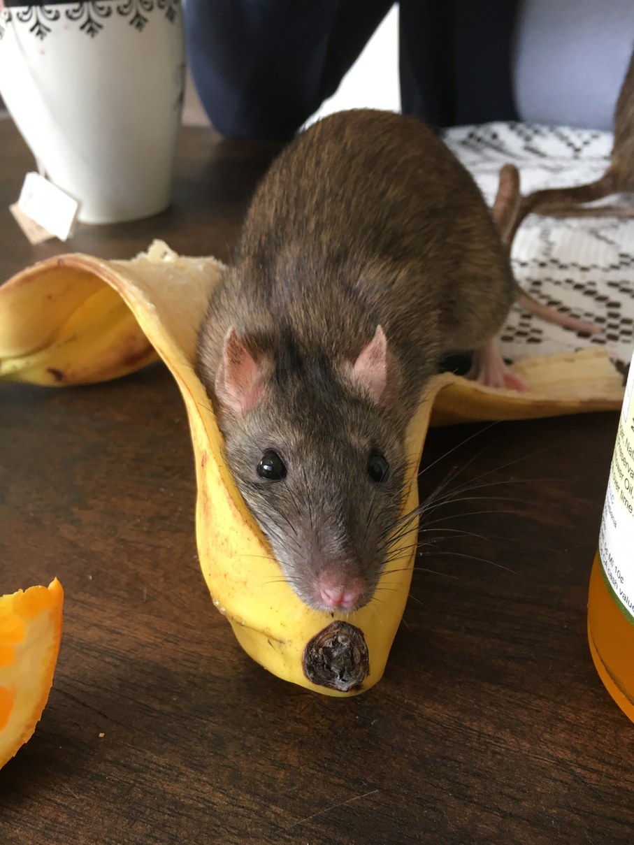 Banana Rat - meme