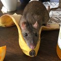 Banana Rat