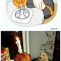 Happy birthday meme for cats!