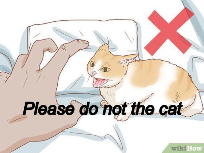 Please do not the cat - meme