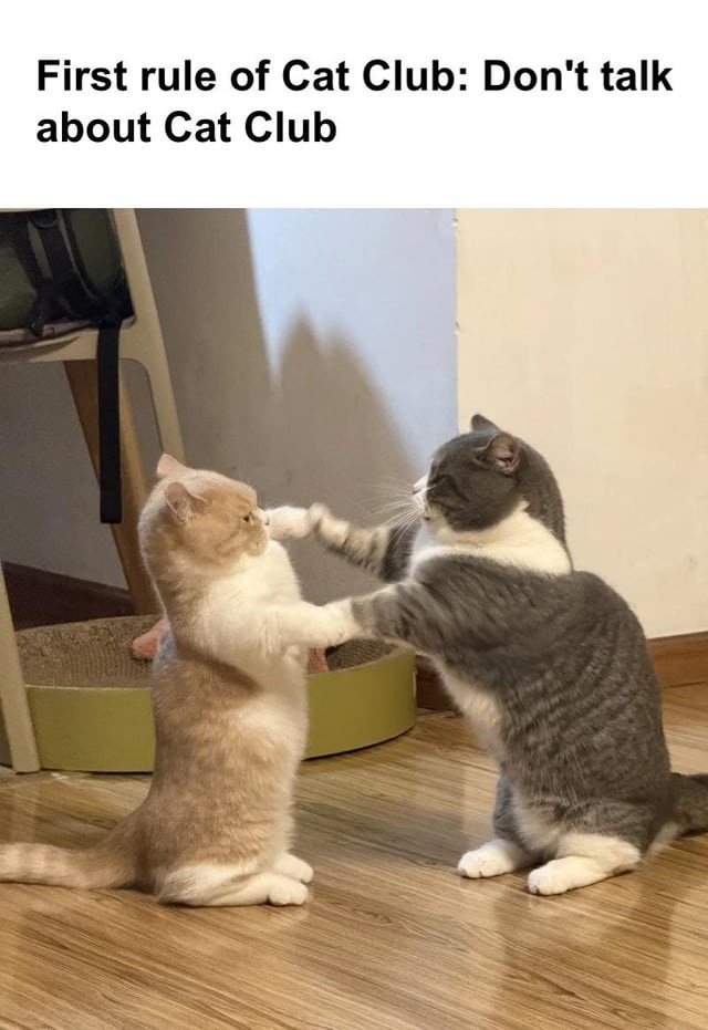 First rule of Cat Club: we don’t talk about Cat Club - meme