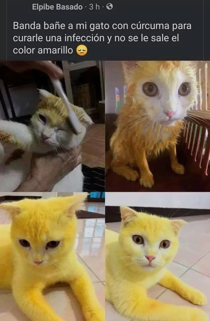 Para conseguir gato amarillo épico hay que bañarlo con cúrcuma - meme