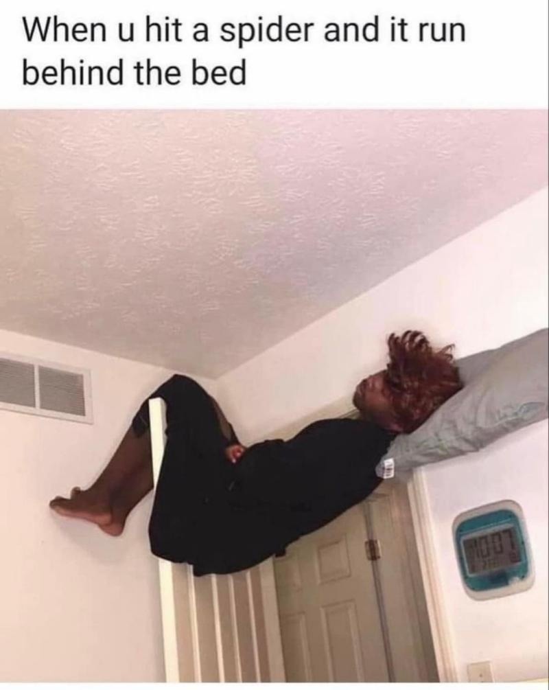 Lmao spiders can climb wolls - meme