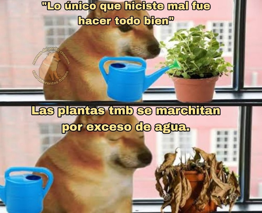 Lo hiciste todo bien y aún así se marchitó. Plot twist botánico - meme