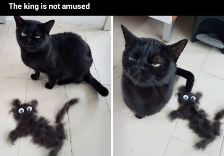 Hey, @ANIMAL_king, 9Gag is talkin smack bout u - meme