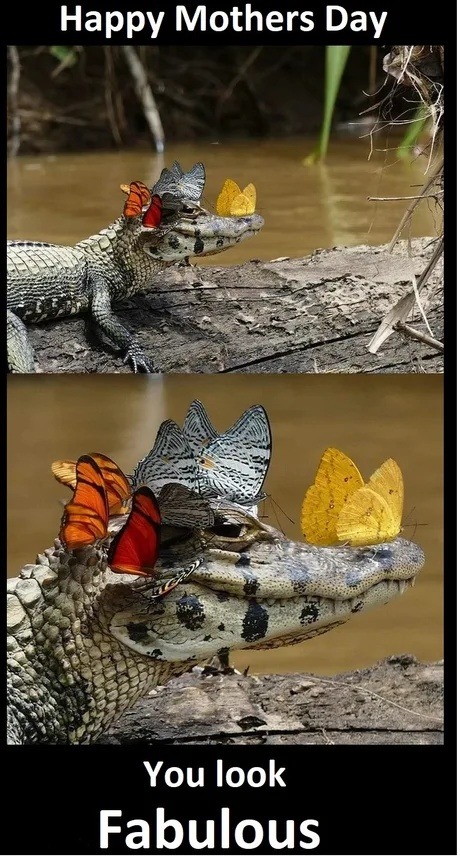 Happy Mother’s Day, you look fabulous! - meme