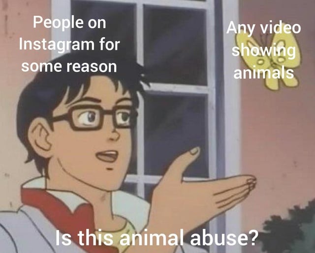 Animal videos - meme