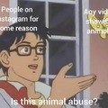 Animal videos
