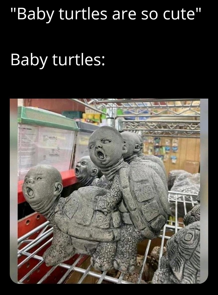 I like turtles - meme