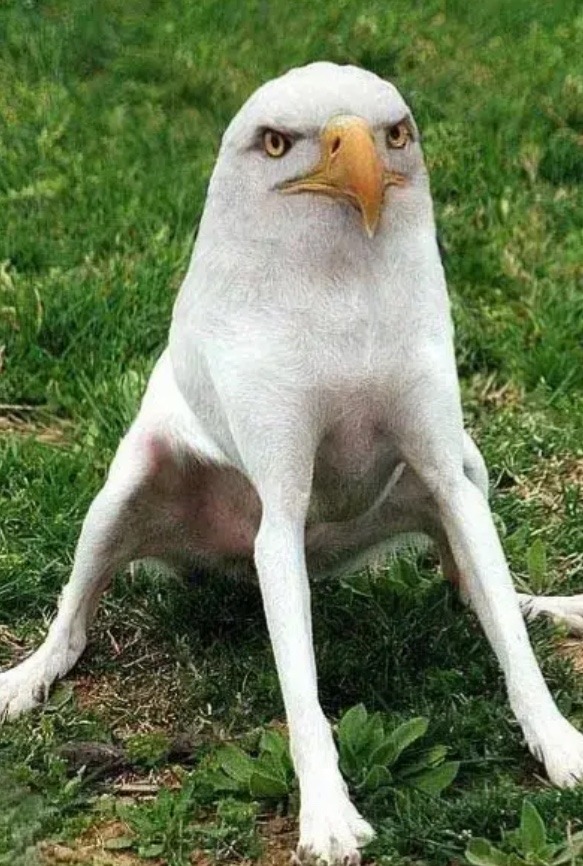 Eagle + dog - meme