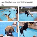 Pupper party