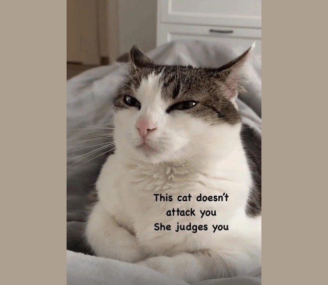 silent judge - meme
