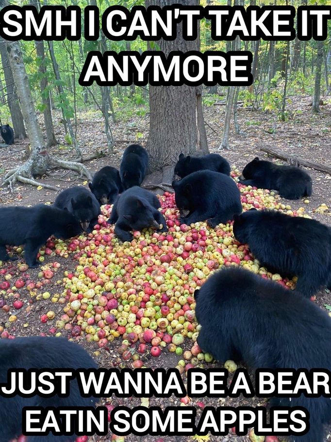Yeah the Bears! - meme