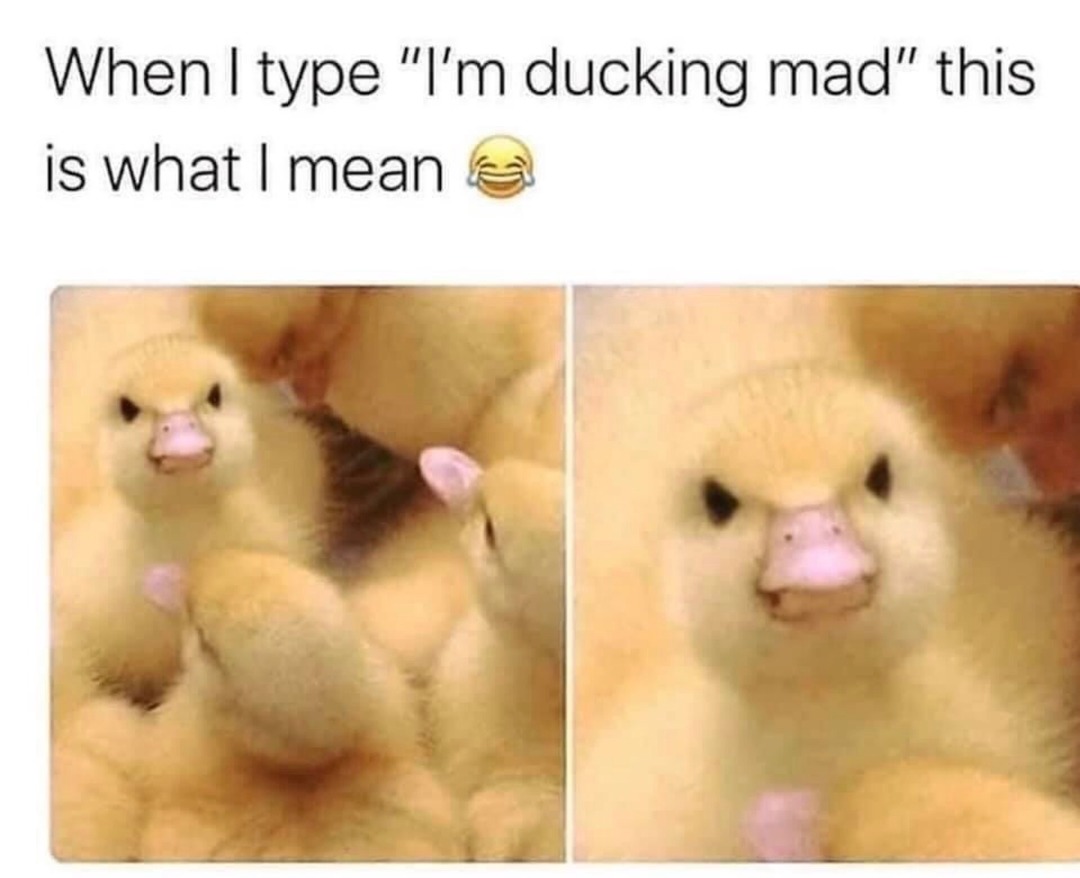 I’m ducking mad - meme