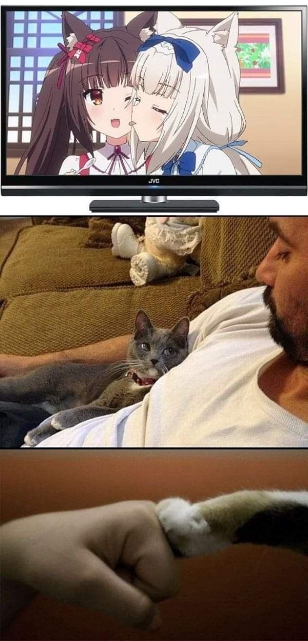 *stares at tv...then stares at cat* - meme
