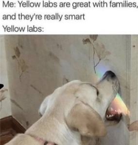 Yellow lab - meme