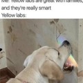 Yellow lab