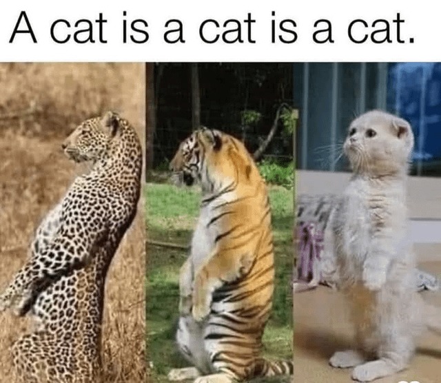 a cat is a cat - meme