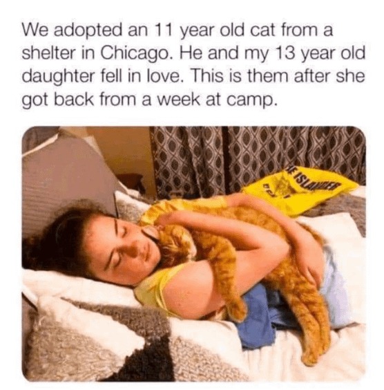 Orange cat love - meme