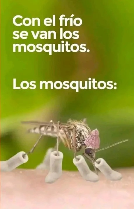 mosquitos en invierno - meme