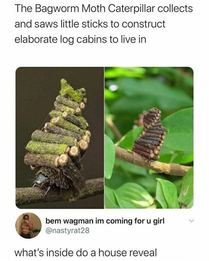 Log cabin - meme