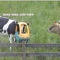 beep beep fellow cow