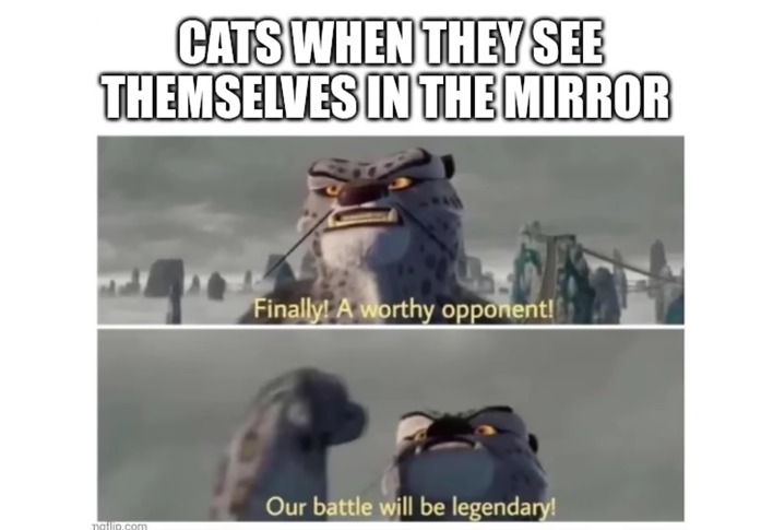 Cats in the mirror - meme