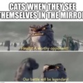 Cats in the mirror
