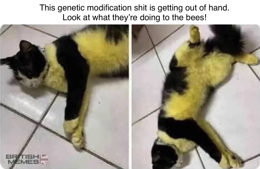 Buzz buzz purr purr - meme